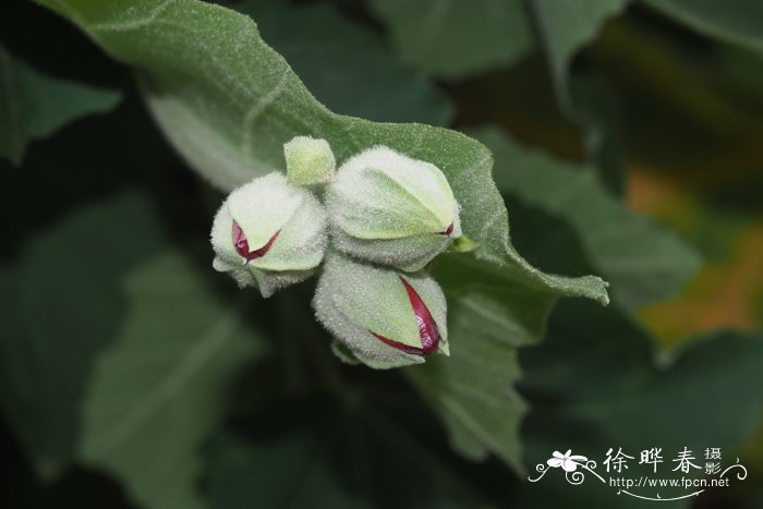 伞花木锦葵Phymosia umbellata