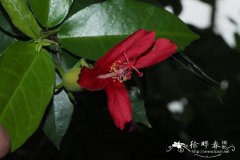 夏威夷木槿 Hibiscus clayi