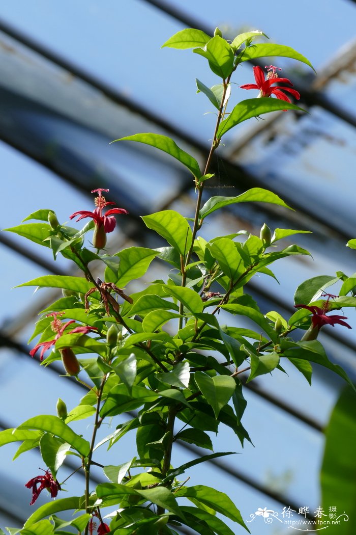 夏威夷木槿 Hibiscus clayi