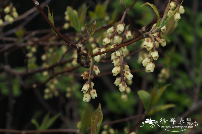 早春旌节花Stachyurus praecox