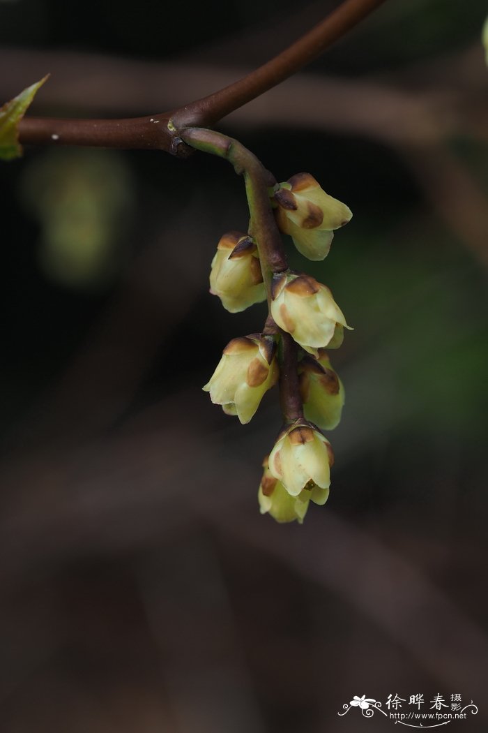 早春旌节花Stachyurus praecox