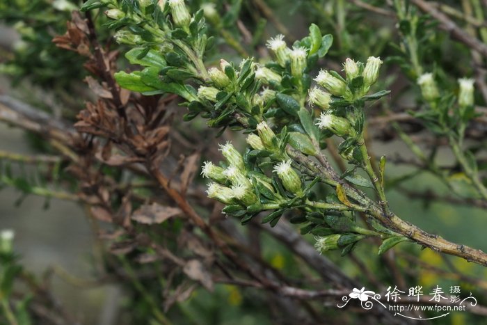 巴塔哥尼亚酒神菊Baccharis patagonica