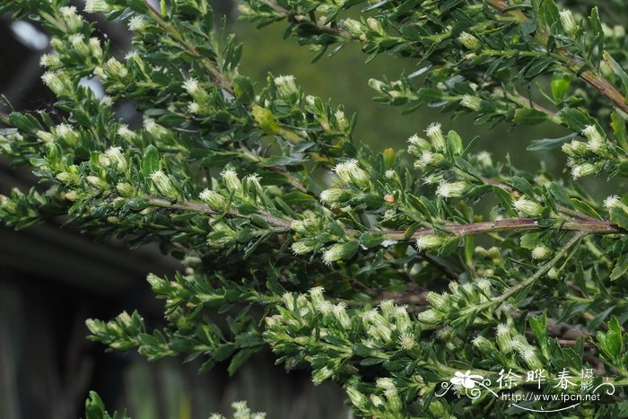 巴塔哥尼亚酒神菊Baccharis patagonica