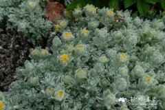 山地蜡菊Helichrysum montanum