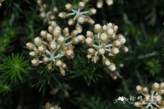 柱叶蜡菊Helichrysum teretifolium