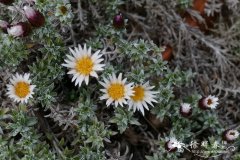 莱索托蜡菊Helichrysum retortoides