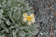 索普蜡菊Helichrysum sibthorpii