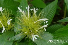 白金羽花Schaueria flavicoma