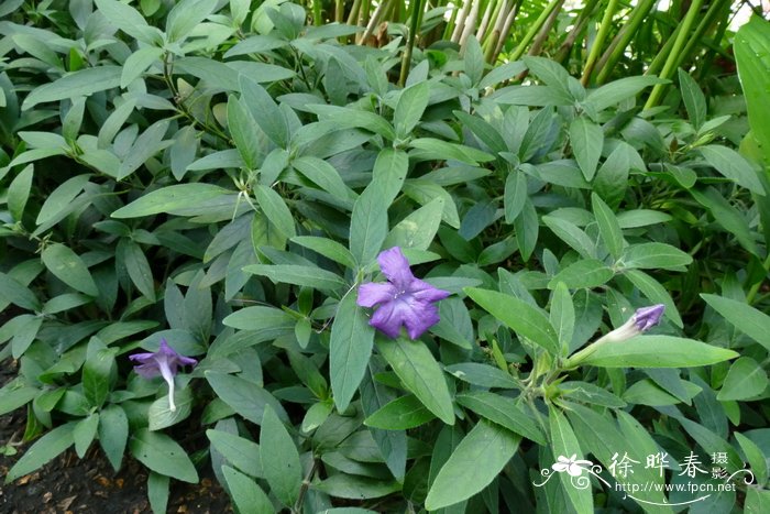 睫刺芦莉草 Ruellia caroliniensis subsp. ciliosa