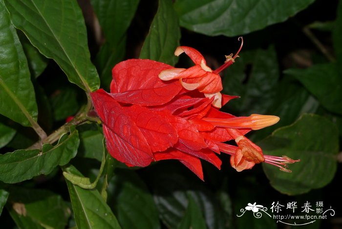 火焰芦莉Ruellia chartacea