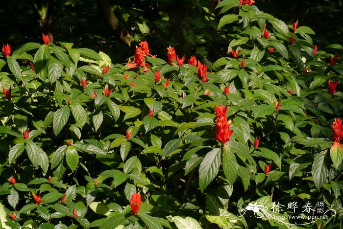 火焰芦莉Ruellia chartacea