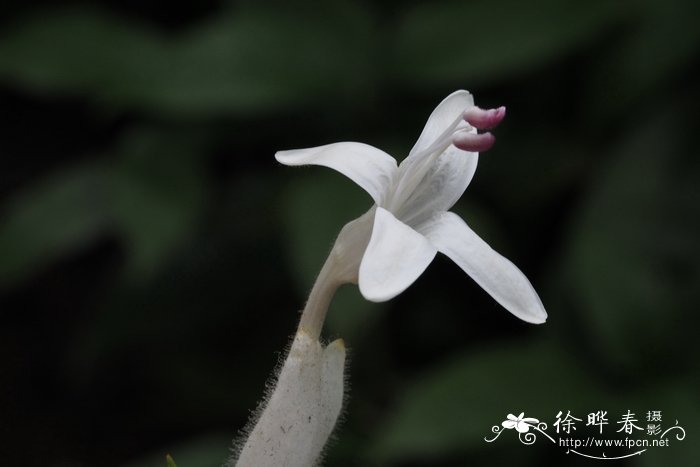 白烛芦莉Ruellia longifolia