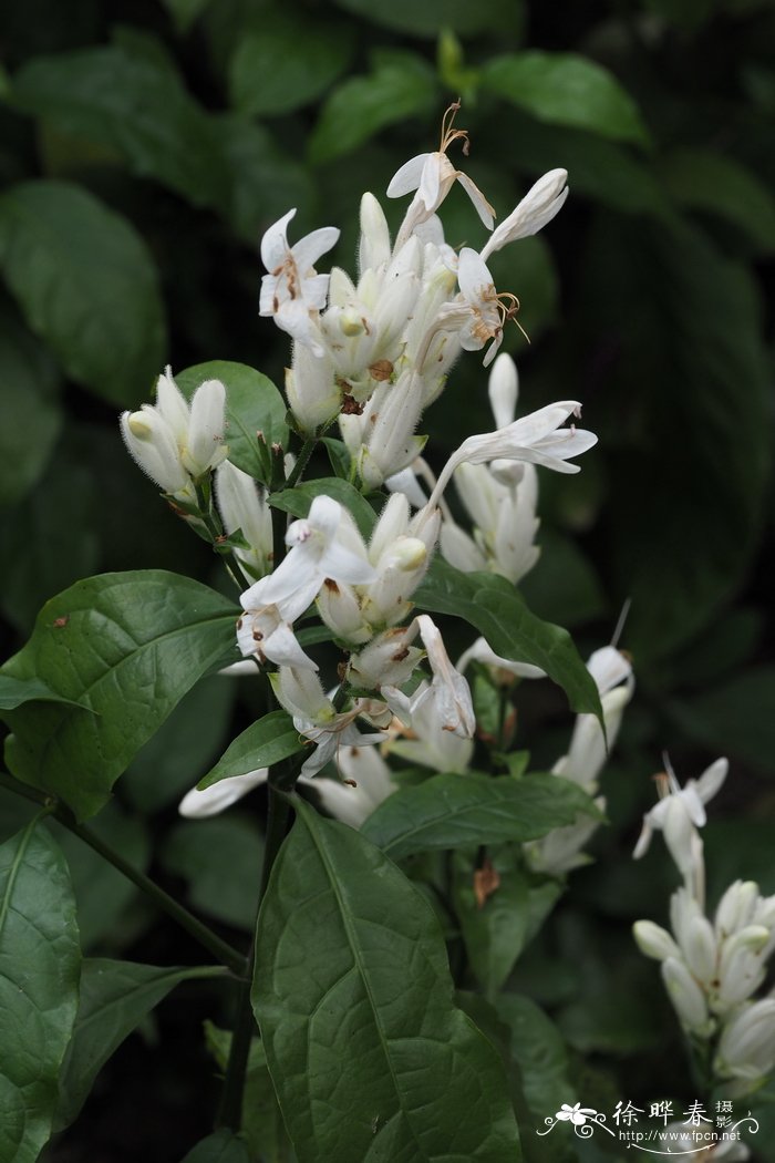 白烛芦莉Ruellia longifolia