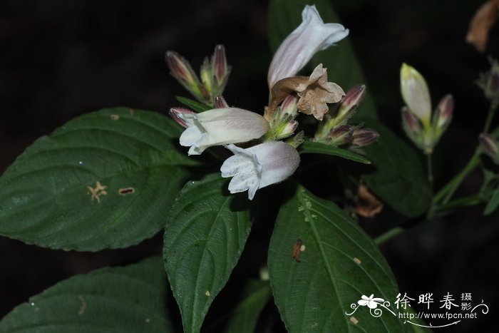 圆苞金足草Strobilanthes pentstemonoides