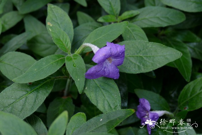 糙叶芦莉草Ruellia squarrosa