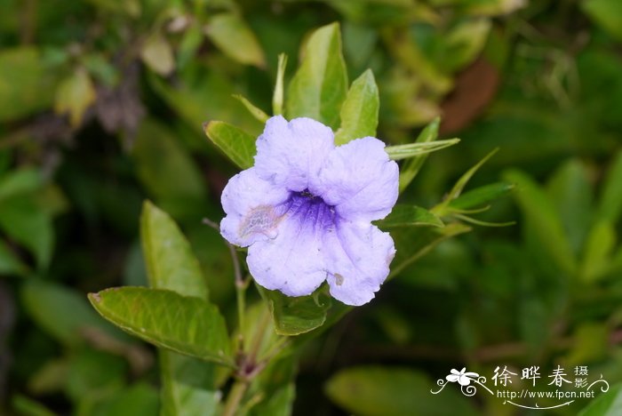 芦莉草Ruellia tuberosa