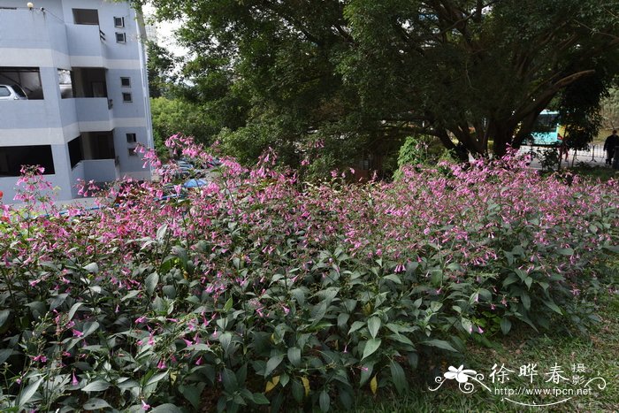 叉花草 Strobilanthes hamiltoniana