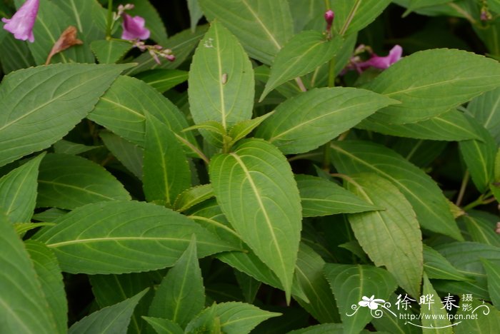 叉花草 Strobilanthes hamiltoniana