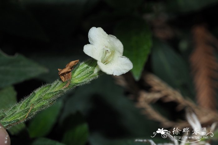 南一笼鸡Strobilanthes henryi