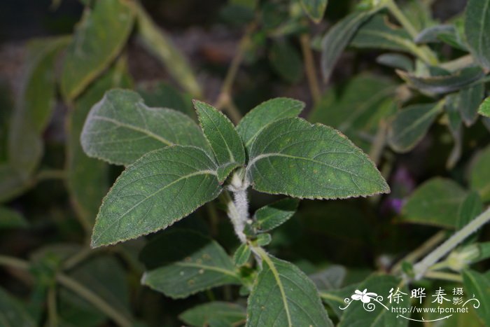 四列马蓝Strobilanthes quadrifaria