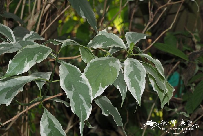 白边拟美花 Pseuderanthemum ‘Albomarginatum’