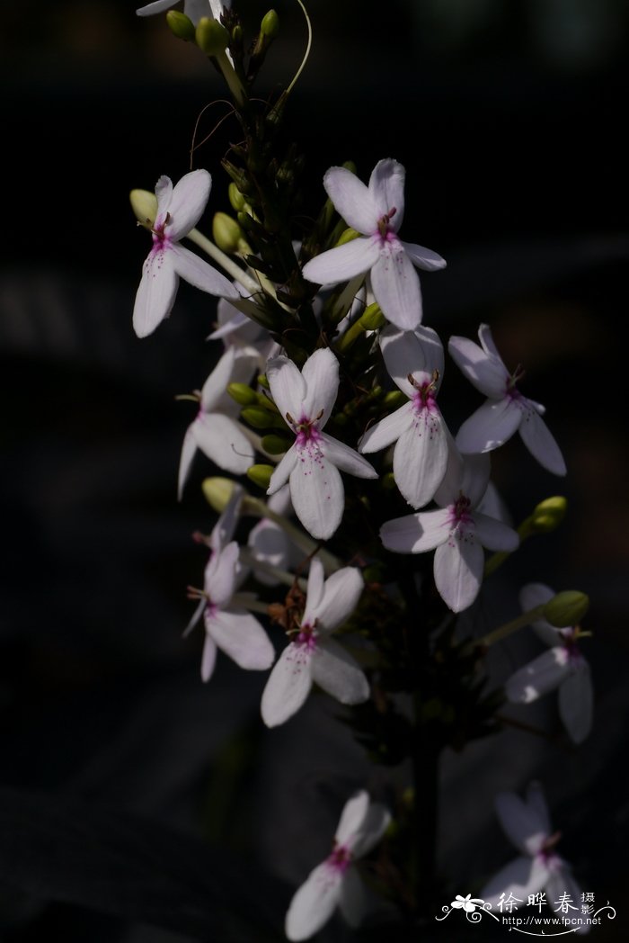 白边拟美花 Pseuderanthemum ‘Albomarginatum’