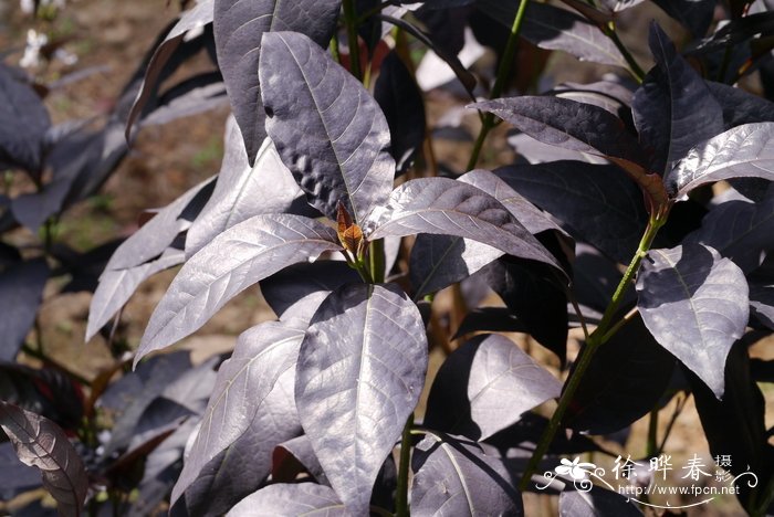 紫红拟美花Pseuderanthemum carruthersii 'Atropurpureum'