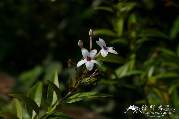 毛萼山壳骨Pseuderanthemum seticalyx