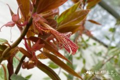 琥珀鲸鱼花Columnea schiedeana