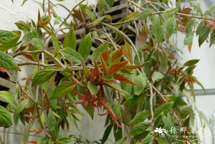 琥珀鲸鱼花Columnea schiedeana