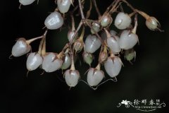 线柱苣苔Rhynchotechum ellipticum