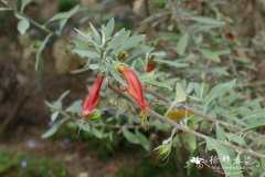 光秃喜沙木Eremophila glabra