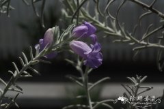 白毛喜沙木Eremophila nivea