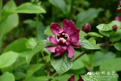 ‘酒红’美国蜡梅Calycanthus × raulstonii ‘Hartlage Wine’