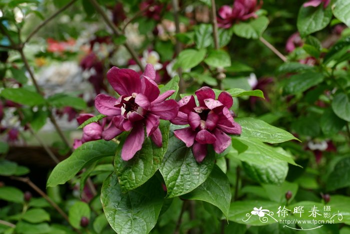 ‘酒红’美国蜡梅Calycanthus × raulstonii ‘Hartlage Wine’