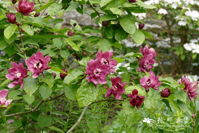 ‘酒红’美国蜡梅Calycanthus × raulstonii ‘Hartlage Wine’