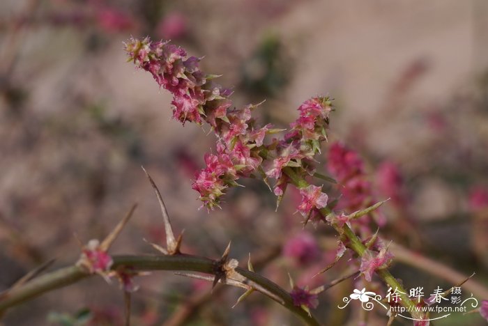 刺沙蓬salsola tragus_花卉图片网