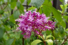 粗茎倒挂金钟Fuchsia arborescens