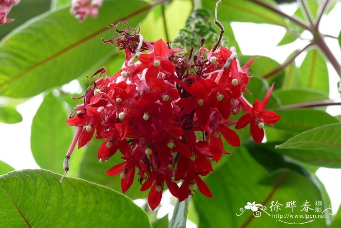 大红倒挂金钟Fuchsia boliviana