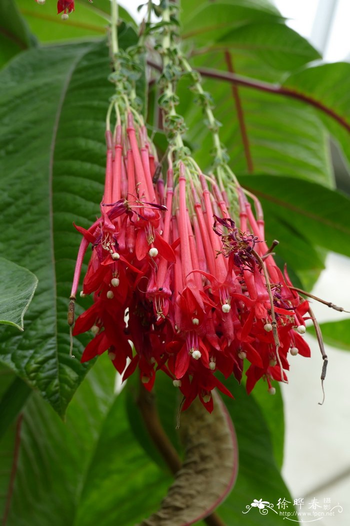 大红倒挂金钟Fuchsia boliviana