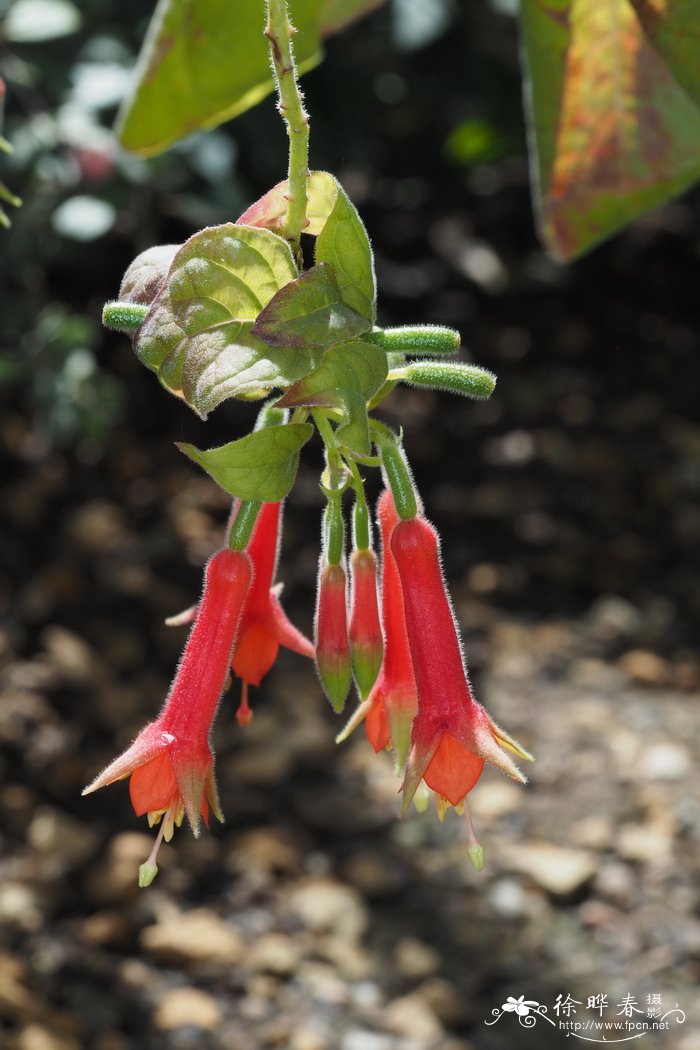 长筒倒挂金钟Fuchsia fulgens