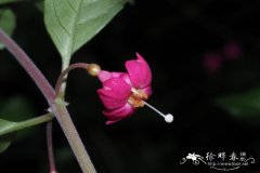 小叶倒挂金钟Fuchsia microphylla