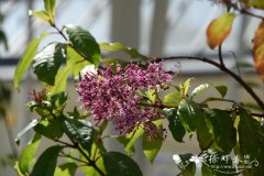 圆锥倒挂金钟Fuchsia paniculata