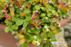 匍枝金钟Fuchsia procumbens