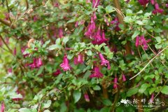 百里香叶倒挂金钟Fuchsia thymifolia