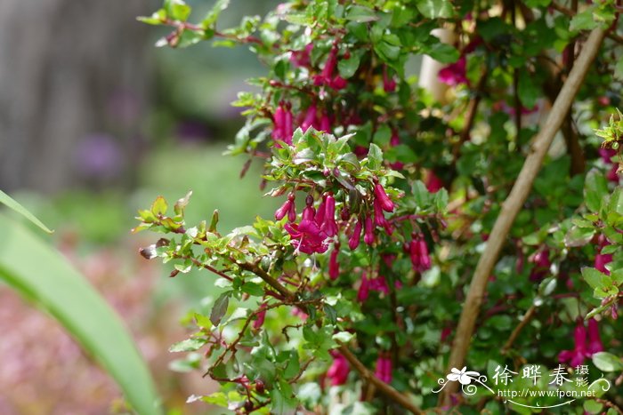 百里香叶倒挂金钟Fuchsia thymifolia