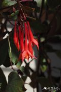 '塔利亚'三叶倒挂金钟Fuchsia triphylla 'Thalia'