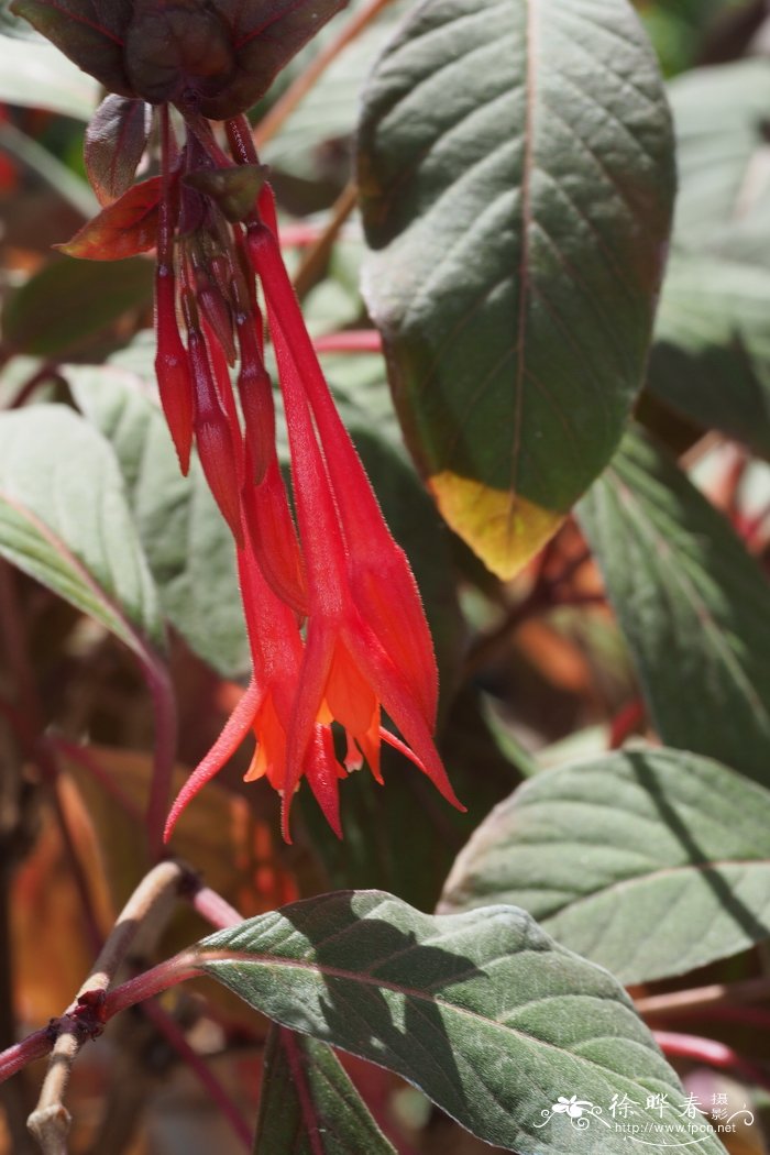 '塔利亚'三叶倒挂金钟Fuchsia triphylla 'Thalia'