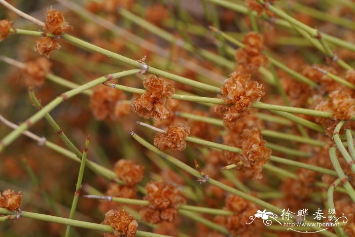 膜果麻黄Ephedra przewalskii