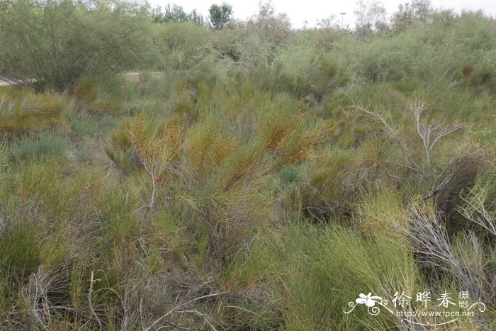 膜果麻黄Ephedra przewalskii